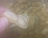おおまさりの塩茹で（圧力鍋使用）作り方6写真