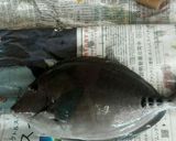 ニザダイの捌き方と生姜入り絡め焼き作り方1写真