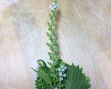 青じその実の佃煮作り方1写真