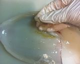 いかの塩辛作り方10写真