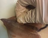 いかの塩辛作り方18写真