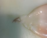 いかの塩辛作り方24写真