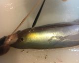 いかの塩辛作り方35写真
