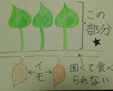 さつま芋の茎＆葉のニンニク炒め～台湾の味作り方1写真