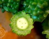 カレー風味de！わたごとゴーヤフリッター作り方2写真