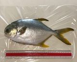 マレーシアで魚料理 マナガツオの煮付け作り方1写真