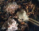 作り置き定番2種　作り方4写真