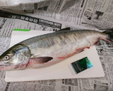 魚屋さん簡単秋鮭捌き方から筋子取り出し方作り方1写真