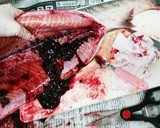 魚屋さん簡単秋鮭捌き方から筋子取り出し方作り方13写真