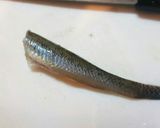 ハゼの唐揚げ作り方2写真