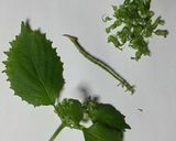 シソの実の醤油漬け 青唐辛子入り作り方2写真