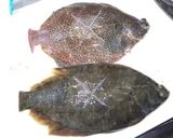 カレイの煮付け・おろし方(さばき方)作り方7写真