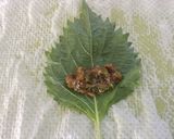 懐かしの味☆辛味噌しそ巻き作り方4写真