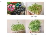 カリッふわっもちもちの豆苗イカチヂミ作り方1写真