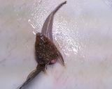 メゴチの天ぷら作り方4写真