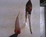 メゴチの天ぷら作り方5写真
