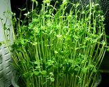 【低糖質】豆苗とひじきの白和え作り方1写真