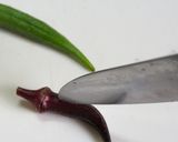 鎌倉野菜のとってもカラフル♪揚げびたし作り方1写真
