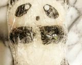 パンダの赤ちゃん、シャンシャン弁当作り方1写真