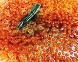 売ってるのより美味しい！イクラの醤油漬け作り方8写真