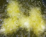 鶏油(チーユ)で塩唐揚げ作り方5写真