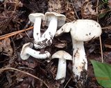 ホンシメジと豆腐のお吸い物作り方1写真