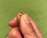 絶品❤︎圧力鍋で塩茹で落花生作り方6写真
