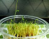 【再利用】豆苗の水耕栽培は、何回まで?作り方15写真