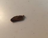 イワガニ塩茹で作り方6写真