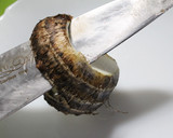 気まぐれな里芋の皮のむき方～わが家流～作り方1写真