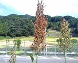 粒粒たかきび団子作り方1写真