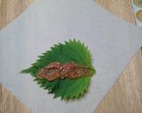 ポン酢ささみの梅しそ春巻き作り方3写真