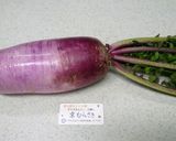 色鮮やか！紫大根（京むらさき）の甘酢漬け作り方1写真