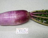 色鮮やか！紫大根（京むらさき）の甘酢漬け作り方1写真