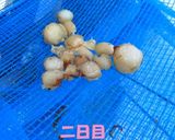 ホタテの稚貝から干し貝柱作り方6写真