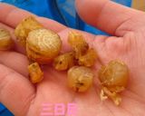 ホタテの稚貝から干し貝柱作り方7写真
