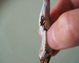 煮干のだしでおいしいお味噌汁作り方2写真