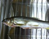 シンプルだけど絶品!鮎の干物DE湯豆腐♪作り方3写真