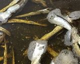 ラーメンを作ろう 特製煮干し香味油作り方5写真