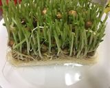 シャキシャキ食感☆豆苗のナムル作り方2写真