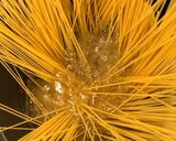 手作り舞茸入りミートソースの、スパゲティ作り方7写真