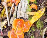 天然エノキダケの醤油漬け♪作り方1写真