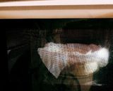スペインバルのバスク風チーズケーキ作り方9写真