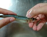イワシの生姜煮【圧力鍋使用】作り方1写真