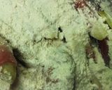 なすの豚巻きフライ作り方3写真