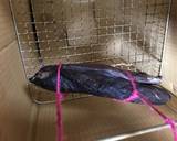 鹿モモ肉の燻製作り方7写真