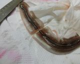 穴子のサクサク天ぷら　臭みなし　作り方3写真