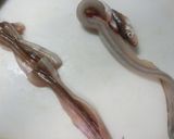 穴子のサクサク天ぷら　臭みなし　作り方4写真