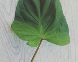 【菜園のレシピ】さつまいもの茎のきんぴら作り方1写真