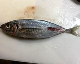 魚の三枚おろし作り方1写真